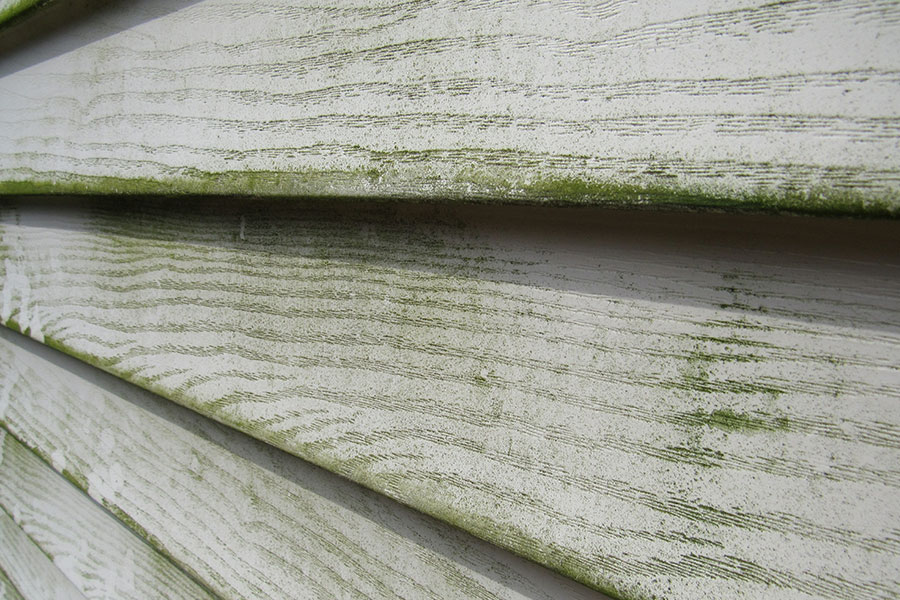 A close-up image of algae growing on the surface of a vinyl siding exterior in the Kansas City, MO area that requires power washing services.