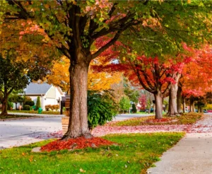 This is a photo of a neighborhood in the fall in Blue Springs, MO.